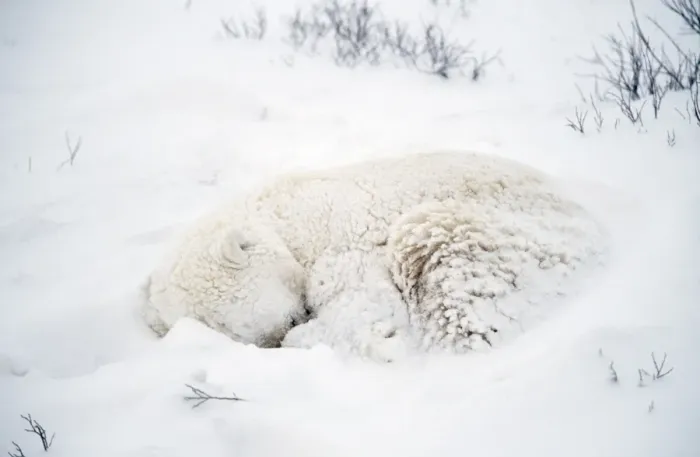 Framed Print : Polar Bear - sleeping in the snow Framed Print : Polar Bear - sleeping in the snow