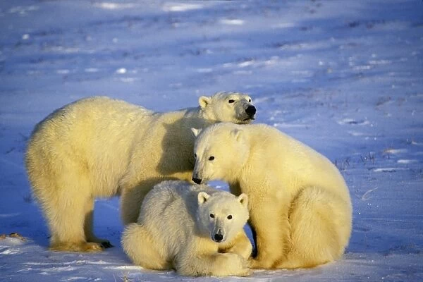 Polar bear - sow with two year old cubs. MA660