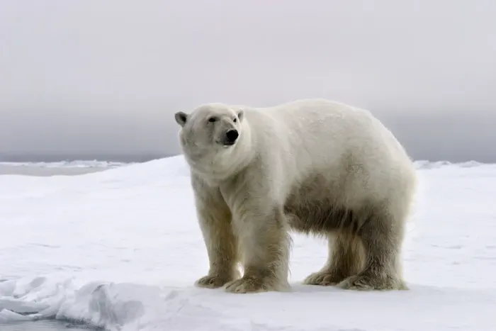 Framed Print : Polar Bear - Spitzbergen. Svalbard Framed Print : Polar Bear - Spitzbergen. Svalbard