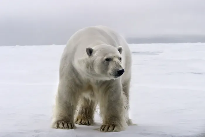 Framed Print : Polar Bear - Spitzbergen. Svalbard Framed Print : Polar Bear - Spitzbergen. Svalbard