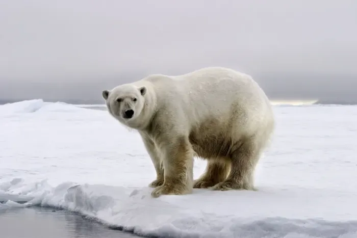 Framed Print : Polar Bear - standing at edge of ice floe. Spitzbergen. Svalbard Framed Print : Polar Bear - standing at edge of ice floe. Spitzbergen. Svalbard