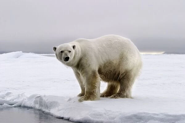 Polar Bear - standing at edge of ice floe. Spitzbergen. Svalbard