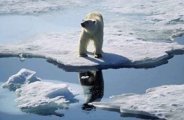 Polar Bear Standing at edge of ice flow  /  sea ice, Arctic