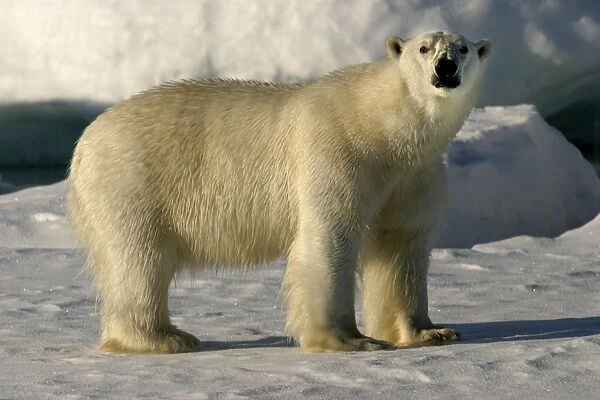 Polar Bear standing - side view, with wet fur coat. Spitzbergen. Svalbard