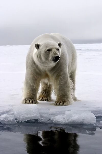 Polar Bear - Svalbard