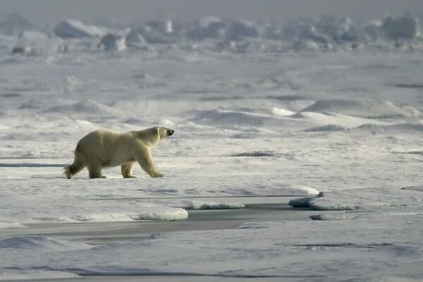 Polar Bear Svalbard