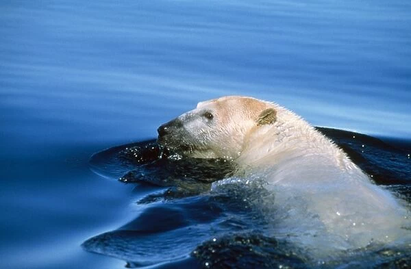Polar Bear - swimming Canadian Arctic