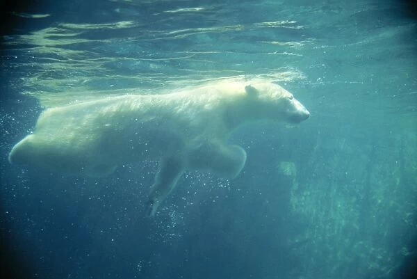 Polar Bear - swimming under water