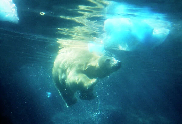 Polar Bear - swims underwater