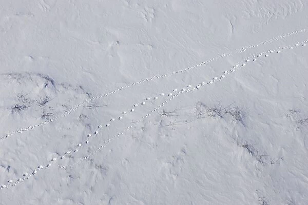 Polar Bear Tracks - of mother and 3-4 month old cubs in snow as they travel from their den to the sea ice - Wapusk National Park - Canada
