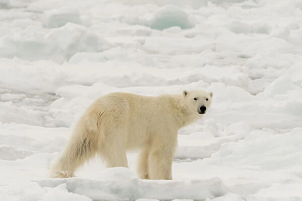 Polar bear (Ursus maritimus), Polar Ice Cap, north of Spitsbergen, Norway. Date: 05-06-2018