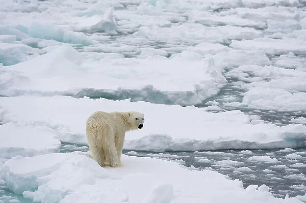 Polar bear (Ursus maritimus), Polar Ice Cap, north of Spitsbergen, Norway. Date: 05-06-2018