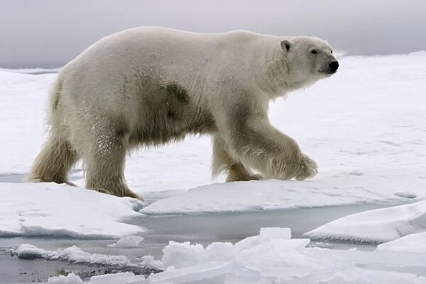 Polar Bear - walking on ice. Spitzbergen. Svalbard
