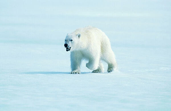 Polar BEAR - Walking, with mouth open