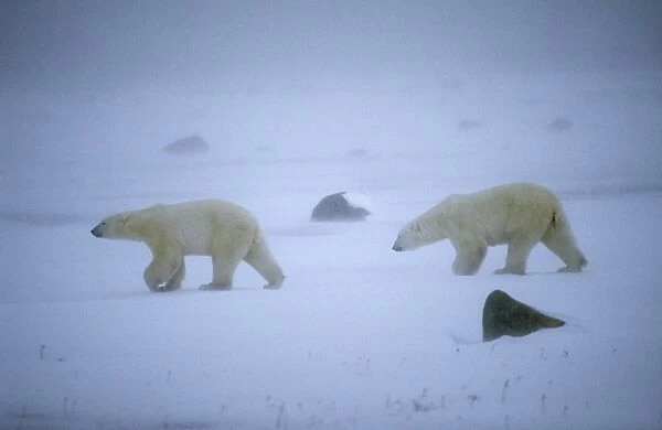 Polar Bear - two walking across snow