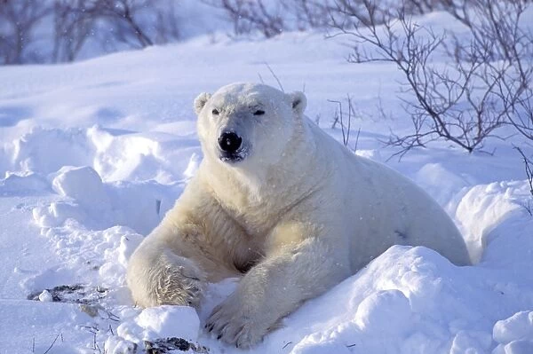 Polar Bear - Wapusk National Park - Manitoba - Canada