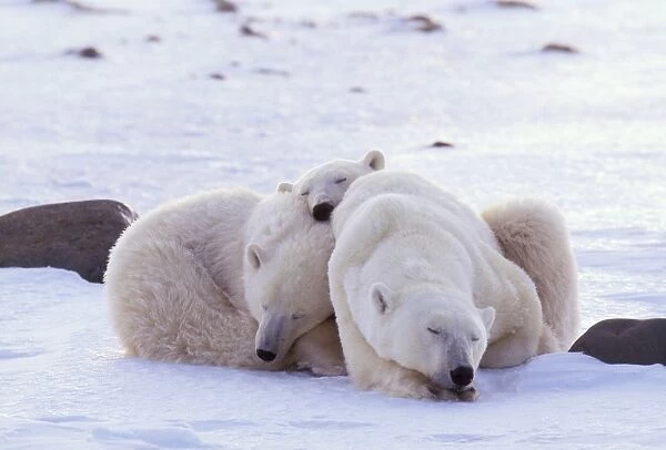 Polar Bear WAT 2353 With cubs snuggling Ursus maritimus © M. Watson  /  ardea. com