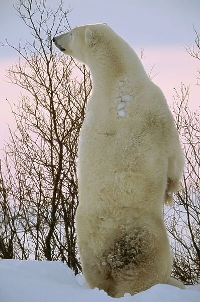 Polar Bear WAT 5357 Standing on hind legs Ursus maritimus © M. Watson  /  ARDEA LONDON