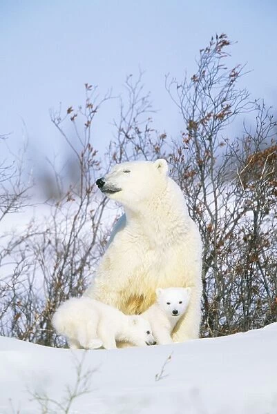 Polar Bear WAT 5749 With cubs. Ursus maritimus © M. Watson  /  ARDEA LONDON
