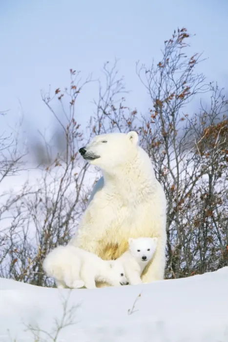Framed Print : Polar Bear WAT 5749 With cubs. Ursus maritimus © M. Watson / ARDEA LONDON Framed Print : Polar Bear WAT 5749 With cubs. Ursus maritimus © M. Watson / ARDEA LONDON