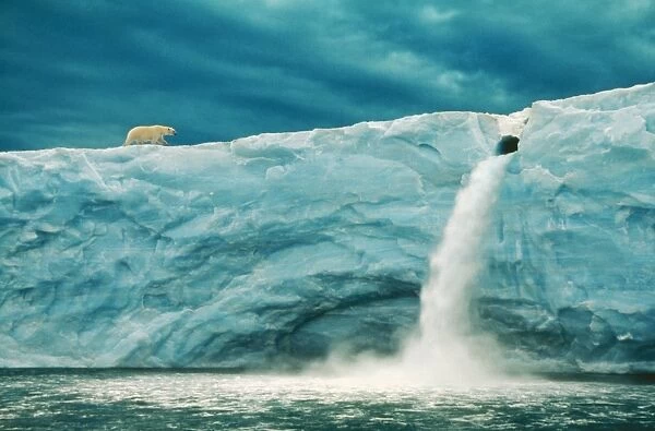 Polar Bear WAT 6824 M On Arctic Glacier, with snow melt waterfall. Ursus maritimus © M. Watson  /  ARDEA LONDON
