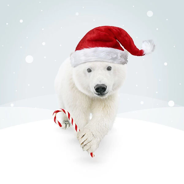 Polar Bear, wearing Christmas hat and holding