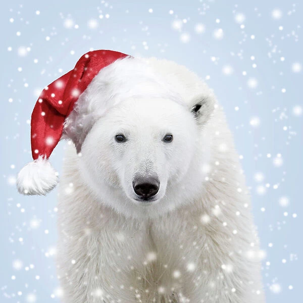 Polar Bear wearing a red Santa Christmas hat in the snow