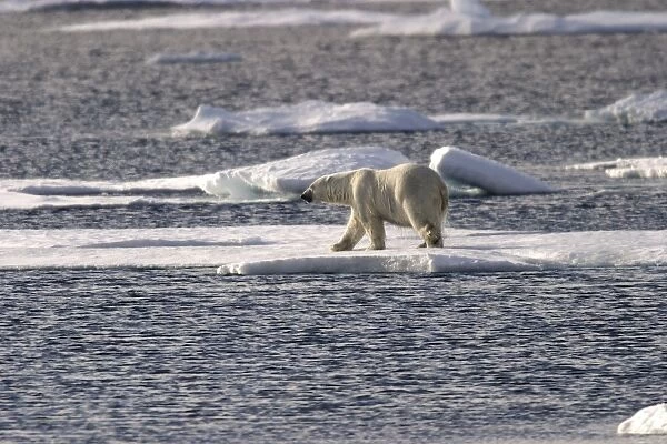 Polar Bear - wet bear, walking on ice floe. Spitzbergen. Svalbard