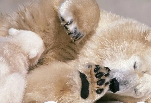 Polar Bear -with cub, nestling