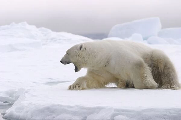 Polar Bear - yawning. Svalbard
