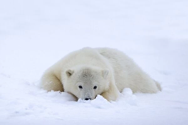 Polar Bear yearling in the snow Autumn