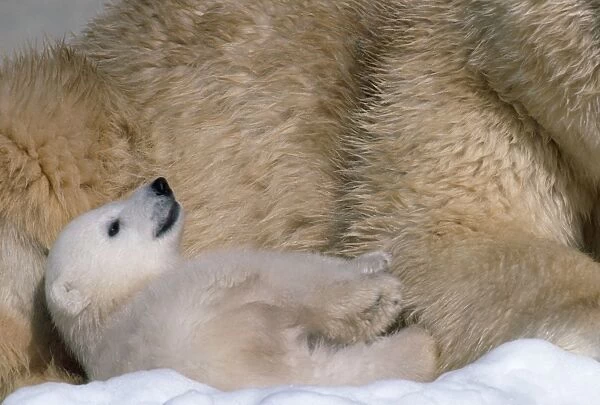 Polar Bear - young