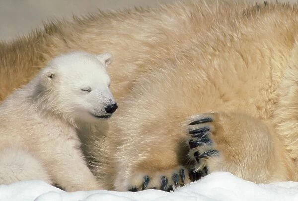 Polar Bear - young
