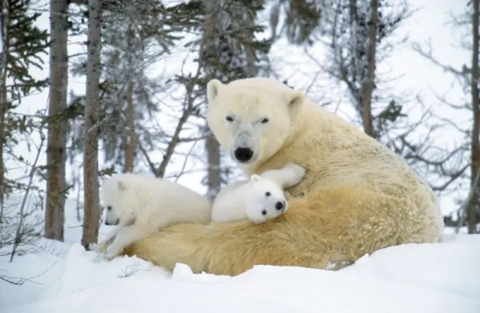 Framed Print : Polar Bear - and young Framed Print : Polar Bear - and young