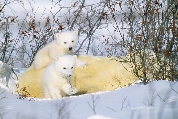 Polar Bear - with young