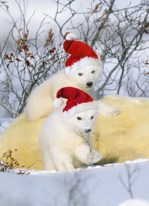 Framed Print : Polar Bear - with young wearing Christmas hats Digital Manipulation: Hats (Su) Framed Print : Polar Bear - with young wearing Christmas hats Digital Manipulation: Hats (Su)