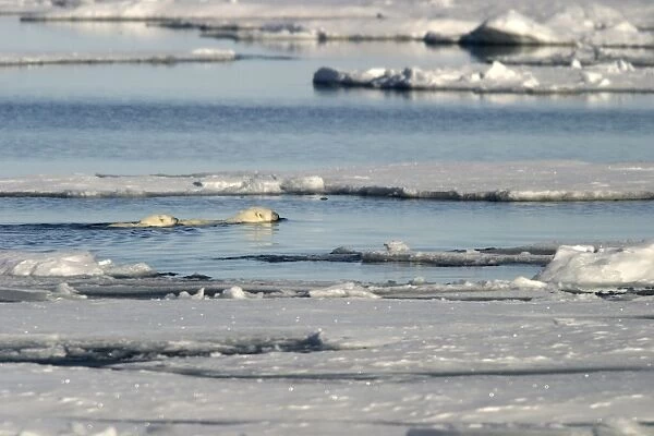 Polar Bears - adult and young swimming between ice floes. Spitzbergen. Svalbard