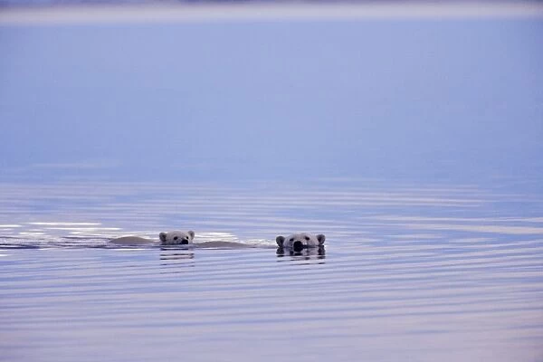 Polar Bears - female with cub swimming in Arctic Ocean off the north coast of Alaska along the Arctic National Wildlife Refuge. Sept. MA2095