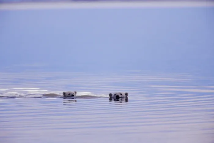 Framed Print : Polar Bears - female with cub swimming in Arctic Ocean off the north coast of Alaska along the Arctic National Wildlife Refuge. Sept. MA2095 Framed Print : Polar Bears - female with cub swimming in Arctic Ocean off the north coast of Alaska along the Arctic National Wildlife Refuge. Sept. MA2095