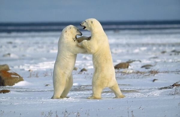 Polar Bears - play fighting