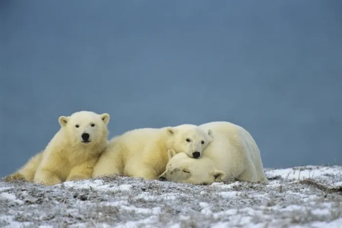 Framed Print : Polar Bears - sow with cubs - resting along the Beaufort Sea coast, Arctic National Wildlife Refuge, Alaska. MA2089 Framed Print : Polar Bears - sow with cubs - resting along the Beaufort Sea coast, Arctic National Wildlife Refuge, Alaska. MA2089