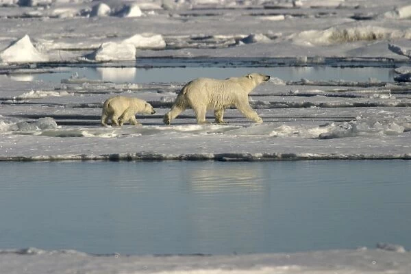 Polar Bears - young following adult across ice floes. Spitzbergen. Svalbard