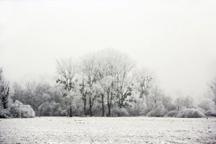 Framed Print : Polar Trees - with mistletoe covered in heavy frost Framed Print : Polar Trees - with mistletoe covered in heavy frost