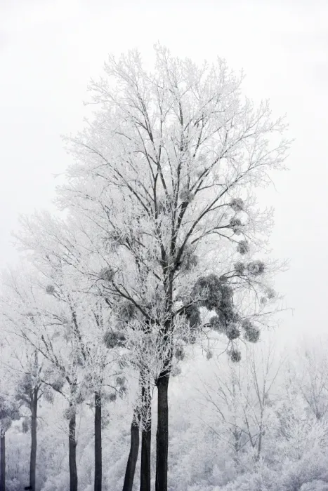 Framed Print : Polar Trees - with mistletoe covered in heavy frost Framed Print : Polar Trees - with mistletoe covered in heavy frost