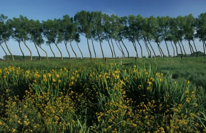 Framed Print : Polder landscape with poplars and yellowflag Iris / Damme / Belgium Framed Print : Polder landscape with poplars and yellowflag Iris / Damme / Belgium