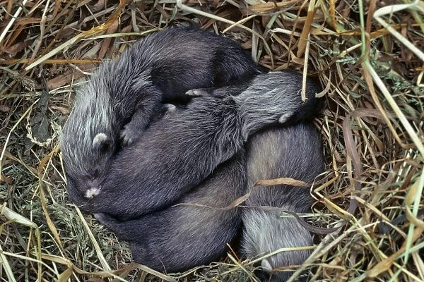 Polecat - babies in hay nest