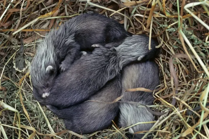 Framed Print : Polecat - babies in hay nest Framed Print : Polecat - babies in hay nest