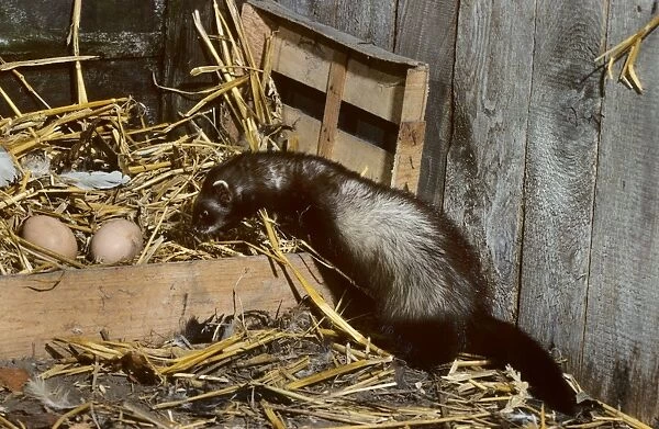 Polecat in barn with chickeneggs