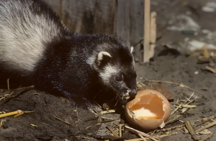 Framed Print : Polecat in barn eating chickenegg Framed Print : Polecat in barn eating chickenegg