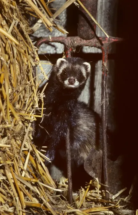 Framed Print : Polecat in barn by long pitchfork Framed Print : Polecat in barn by long pitchfork
